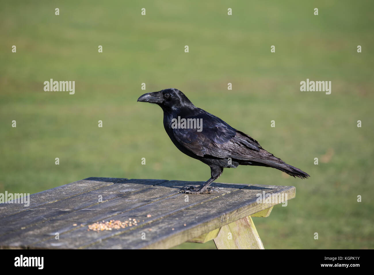 Grand corbeau Corvus corax sur table de pique-nique dans le parc Banque D'Images