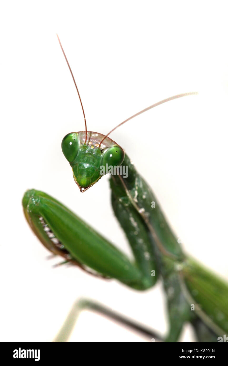 Mantis de prière, couleur verte. Banque D'Images