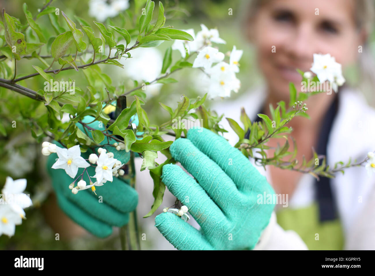 Senior woman cultiver des fleurs Banque D'Images