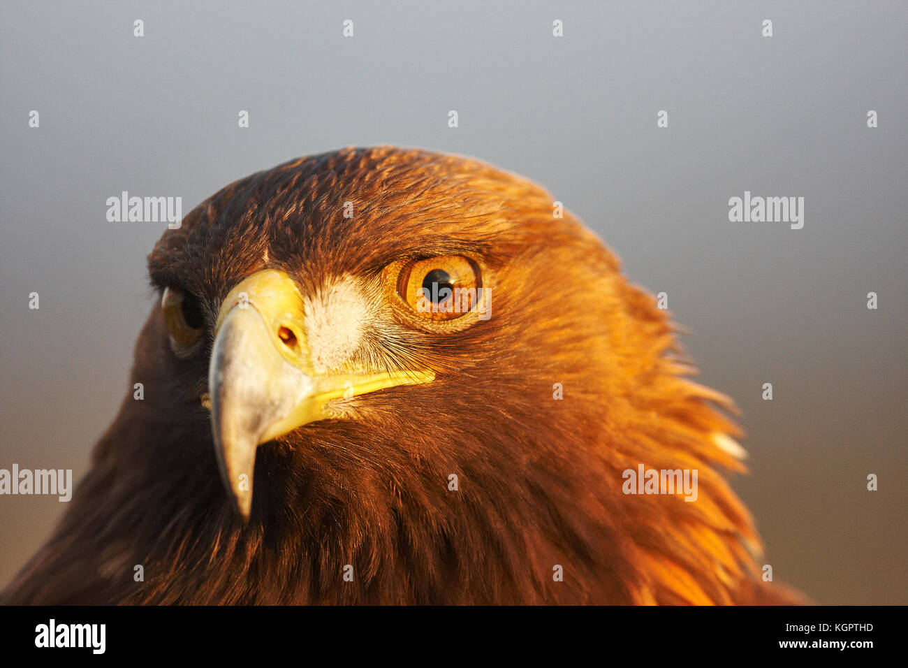 Détail d'un golden eagle head en captivité et le bec Banque D'Images