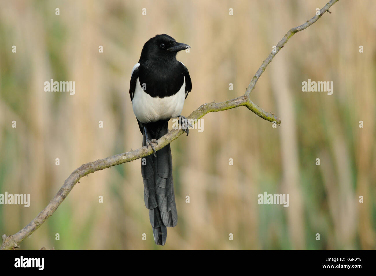 Une pie ou pie commune (Pica pica) perché sur une branche d'une roselière dans le Warwickshire en Grande-Bretagne Banque D'Images