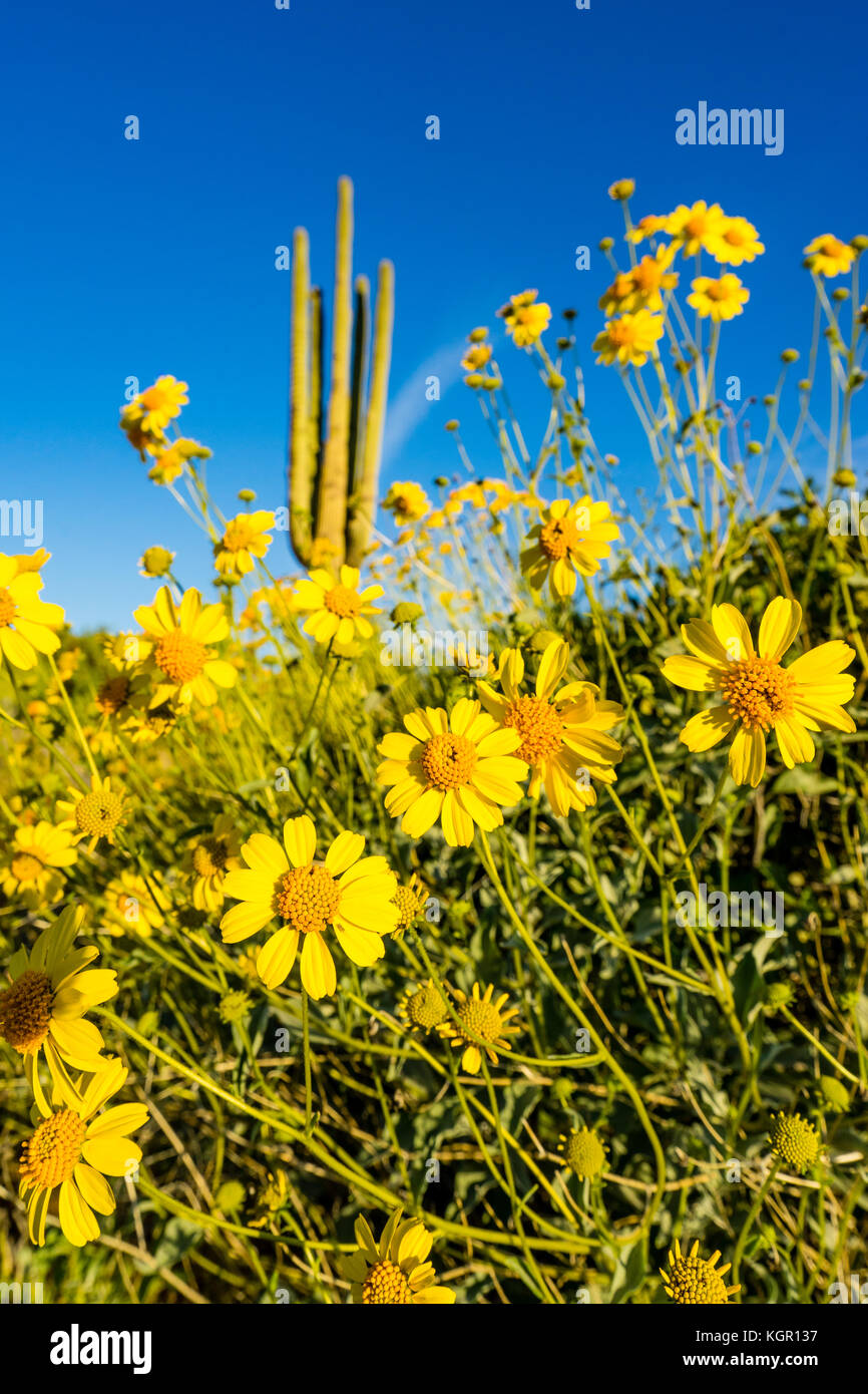 Vue grand angle du brittlebush blooms, saguaro cactus en arrière-plan, près de la région du lac Bartlett de Tonto National Forest au nord-est de Phoenix, Arizona, Banque D'Images