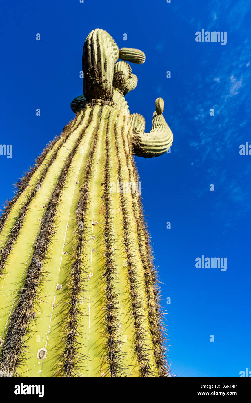 Vue grand angle jusqu'Saguaro cactus près du lac de Bartlett Tonto National Forest dans le comté de Maricopa Au nord-est de Phoenix, Arizona, USA. Banque D'Images