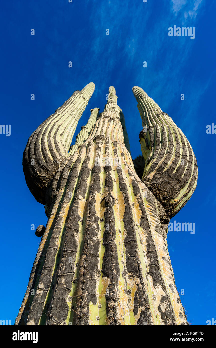 Vue grand angle jusqu'Saguaro cactus près du lac de Bartlett Tonto National Forest dans le comté de Maricopa Au nord-est de Phoenix, Arizona, USA. Banque D'Images