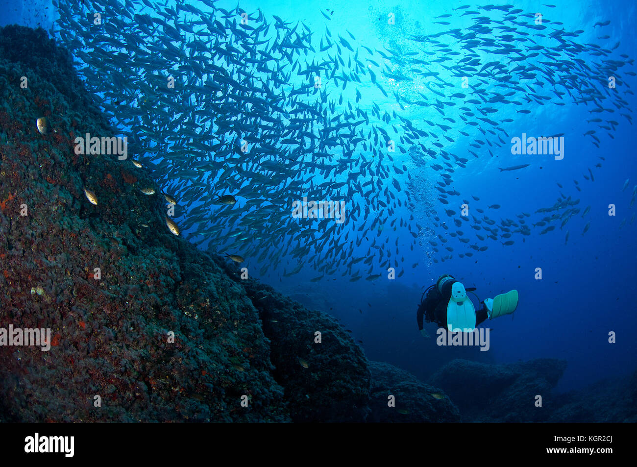 Plongeur sous-marin parmi une école de poissons salema porgy (SARPA salpa) dans le parc naturel de ses Salines (Ibiza, Îles Baléares, mer Méditerranée, Espagne) Banque D'Images