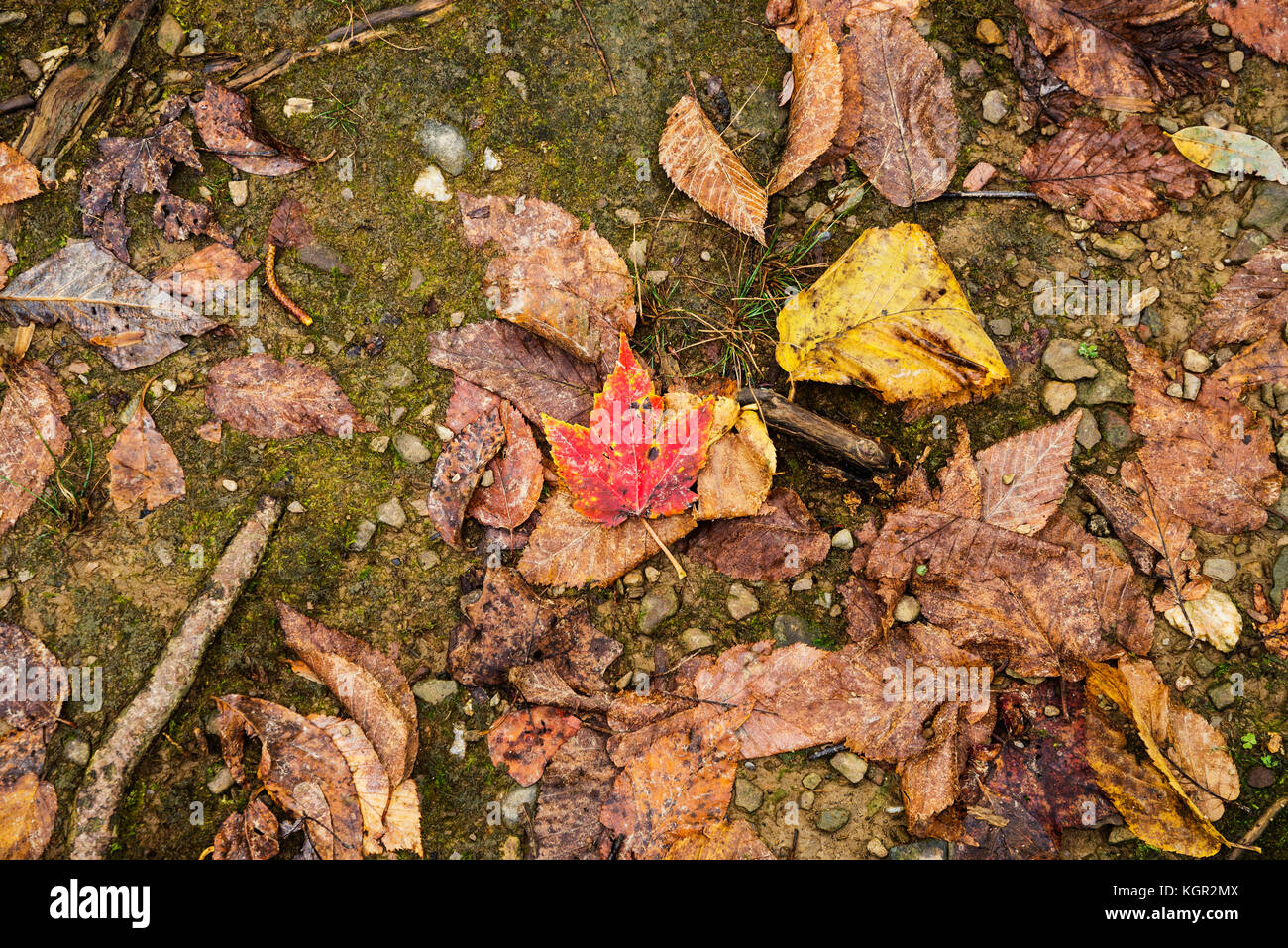 La couleur de l'automne dans le parc national des Great Smoky Mountains. Banque D'Images