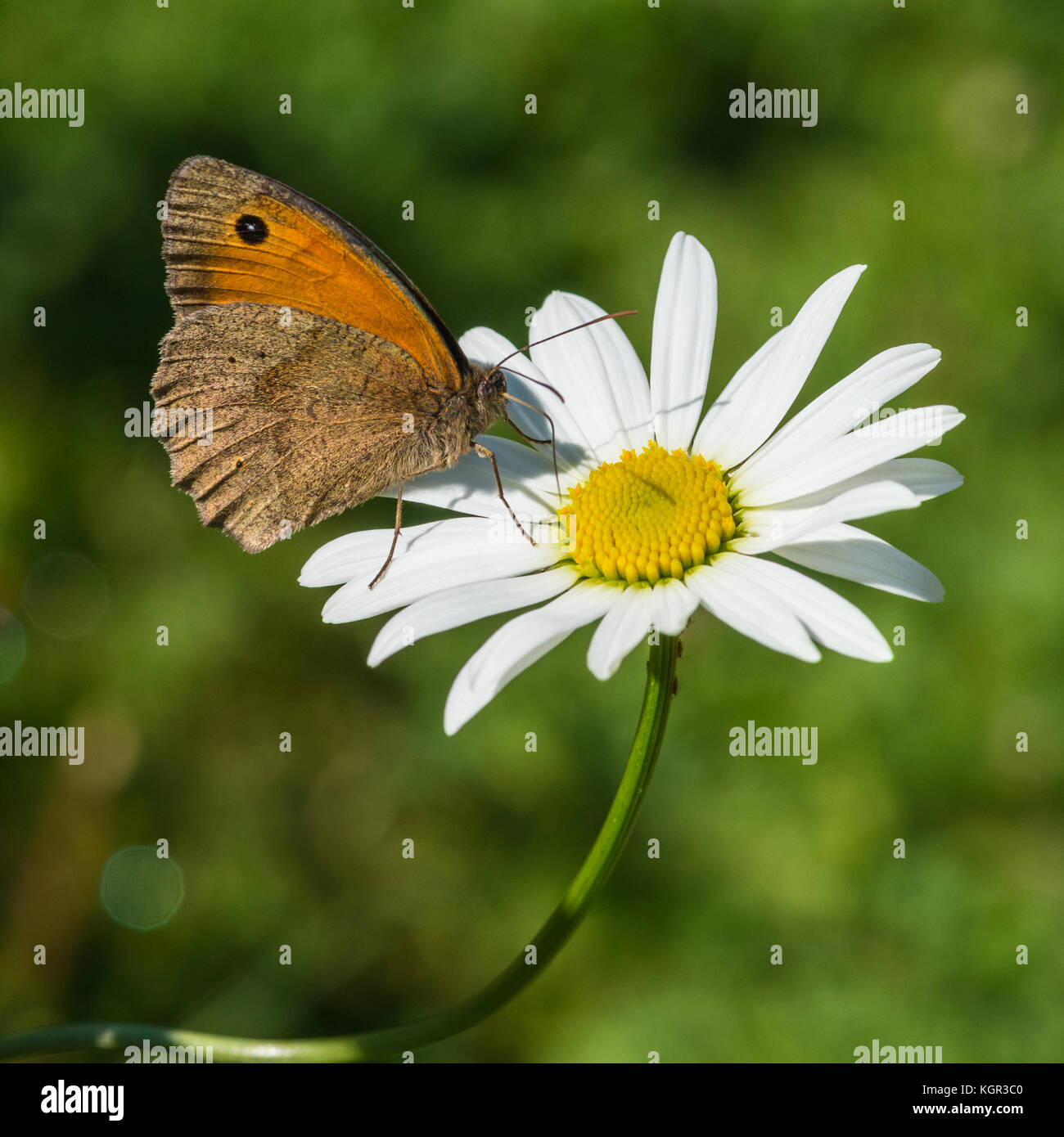 Un plan macro sur une prairie papillon brun assis sur un boeuf Marguerite blanche. Banque D'Images
