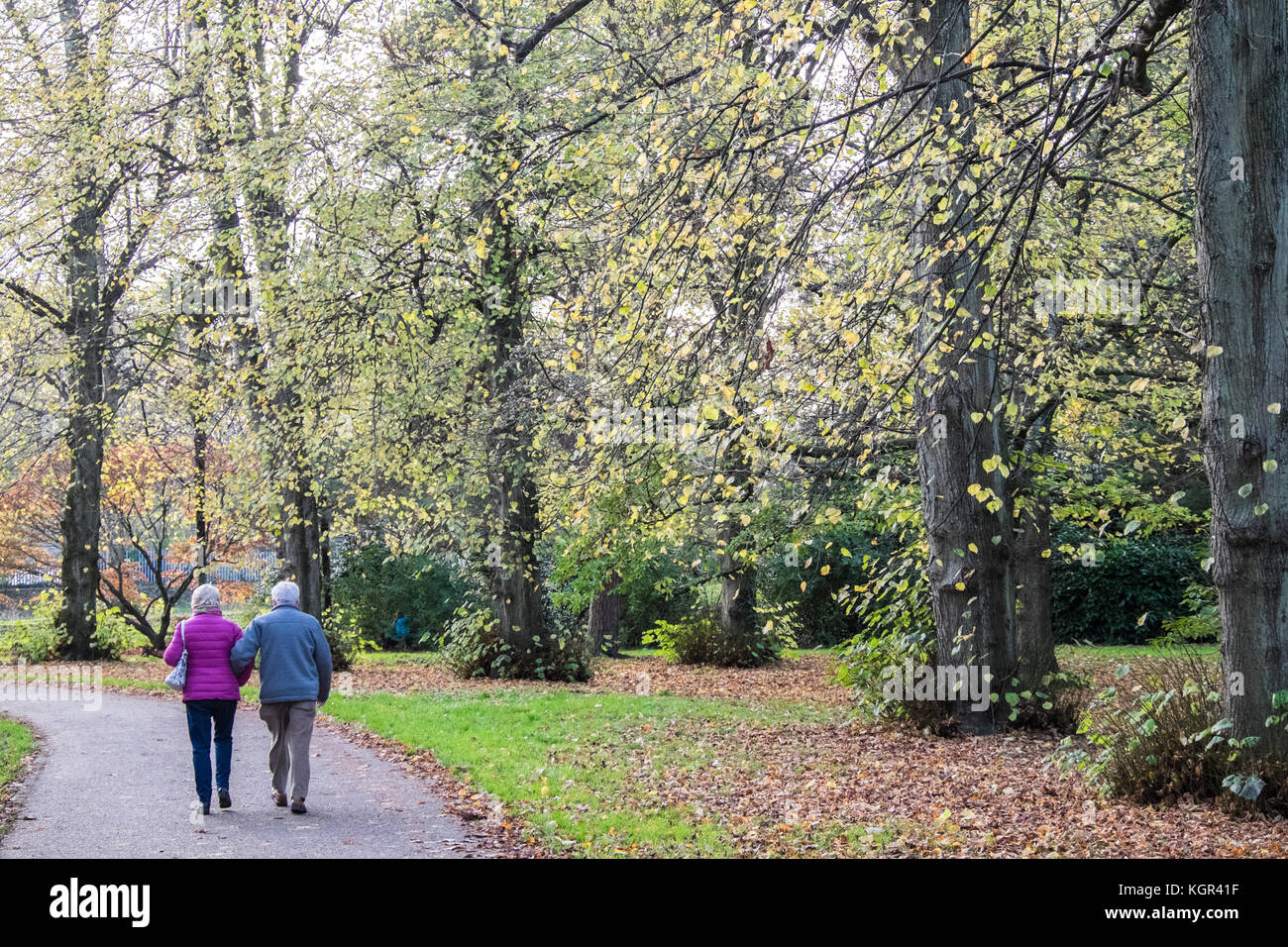 Bute Park,Automne,automne feuillage,,arbres,verdure,vert,espaces verts,,Cardiff Caerdydd,capital,South Glamorgan, Wales, UK,Gallois,Royaume-Uni, Europe, Banque D'Images