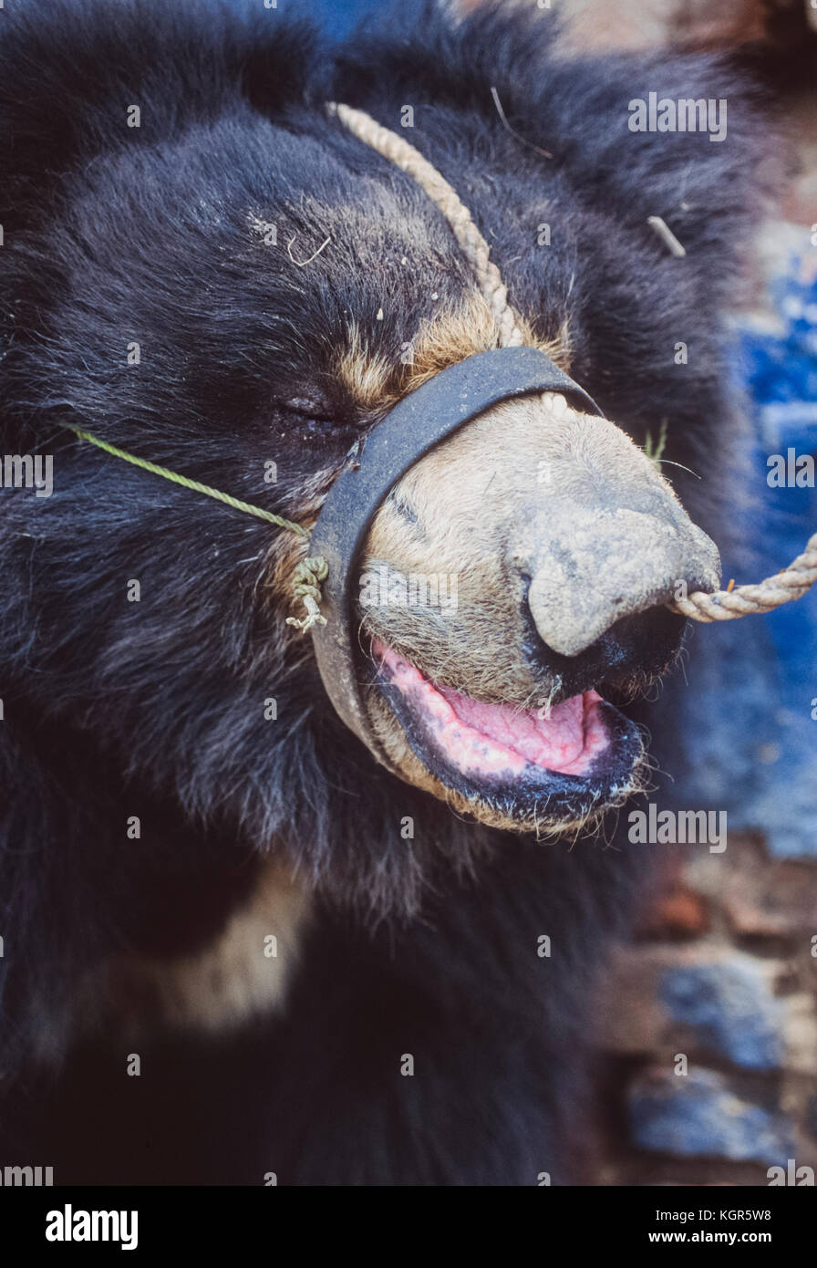 Ours en captivité, (Melursus ursinus), utilisé comme ours dansant pour le divertissement, Bharatpur, Rajasthan, Inde Banque D'Images