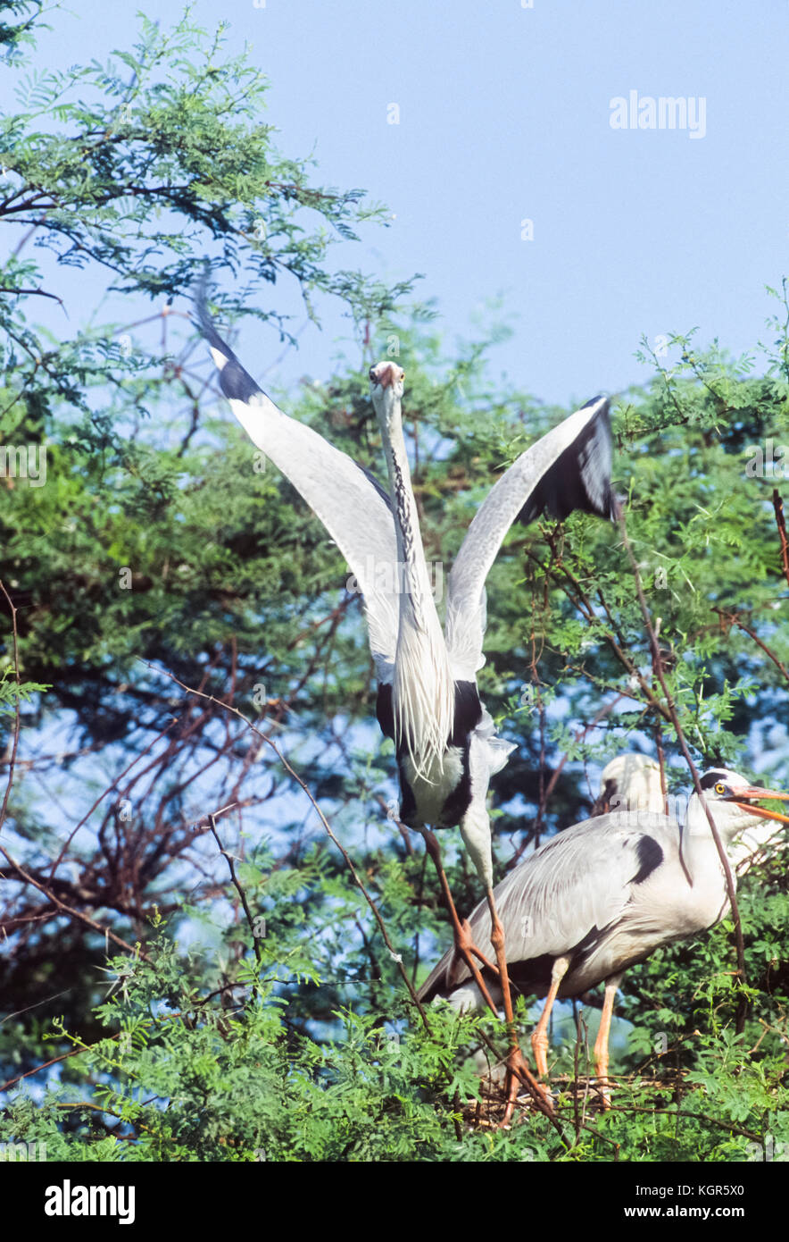 Héron cendré Ardea cinerea, parc national de Keoladeo ghana, bharatpur, Rajasthan, Inde Banque D'Images