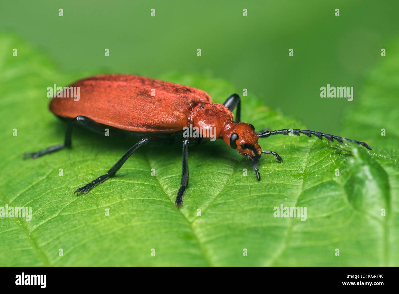 Red Headed Cardinal (Pyrochroa serraticornis Beetle) reposant sur des feuilles de mûrier. Tipperary, Irlande Banque D'Images