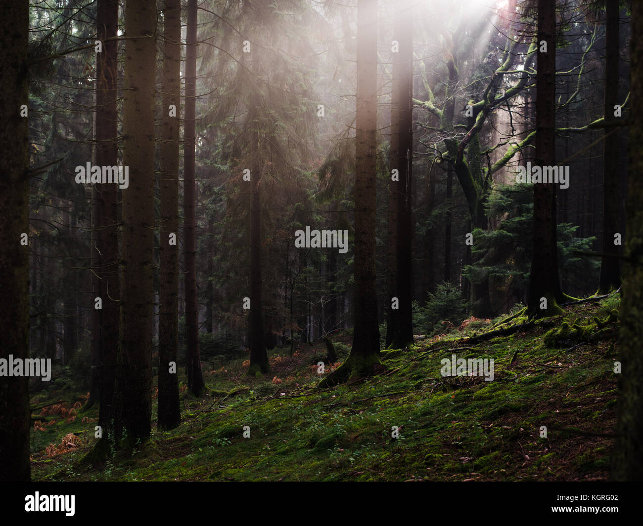 Forêt avec de vieux arbres de différents types Banque D'Images
