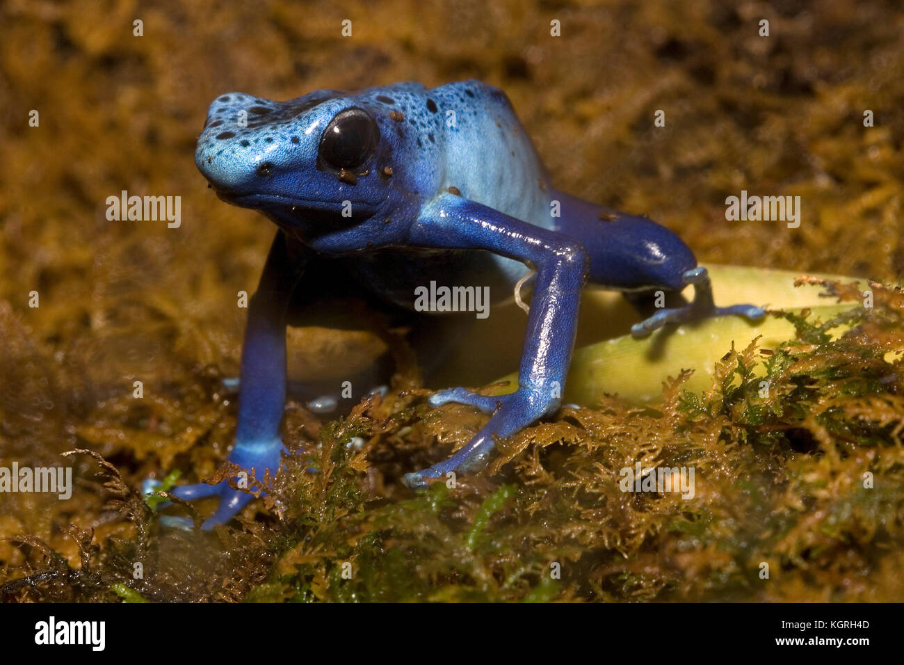 Blue poison dart frog, dendrobates azureus Banque D'Images