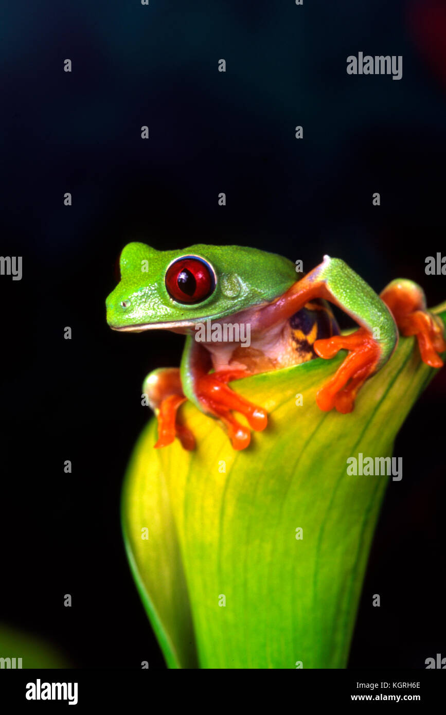 Red Eye Tree Frog, agalychnis callidryas, Costa Rica Banque D'Images