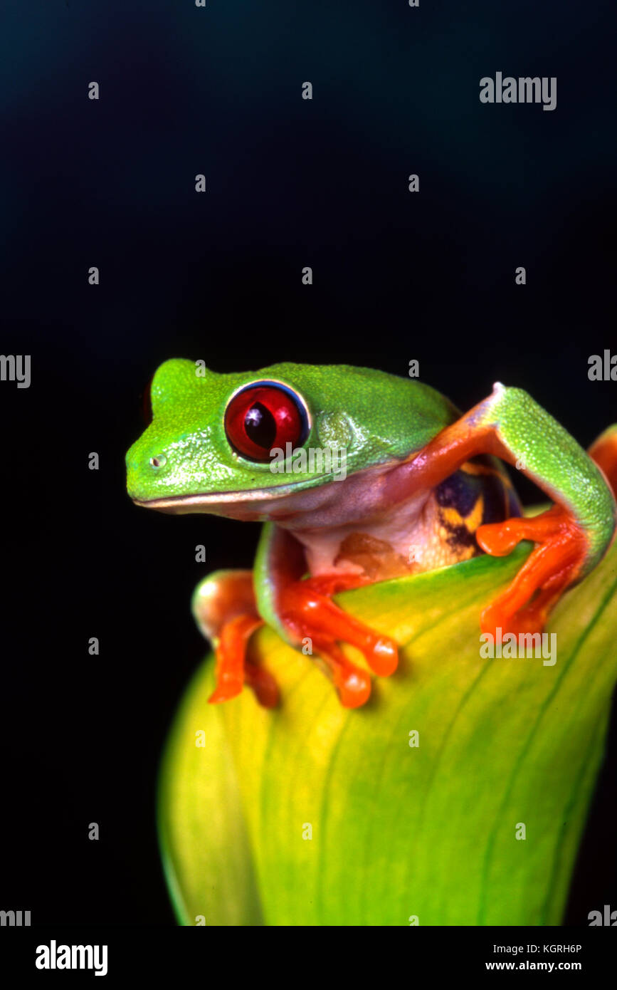 Red Eye Tree Frog, agalychnis callidryas, Costa Rica Banque D'Images