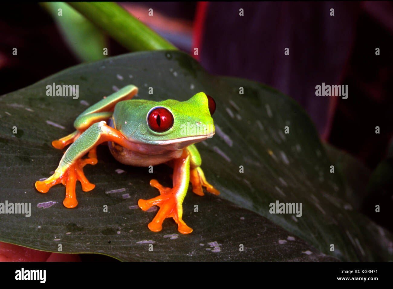 Red Eye Tree Frog, agalychnis callidryas, Costa Rica, Banque D'Images