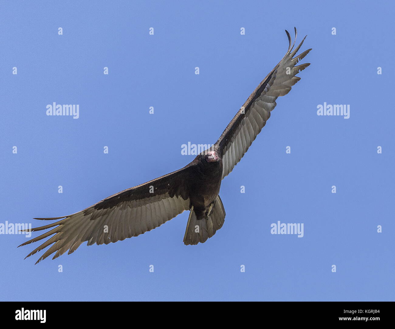 Urubu Cathartes aura, en vol, la recherche de nourriture par l'odorat. La Floride. Banque D'Images