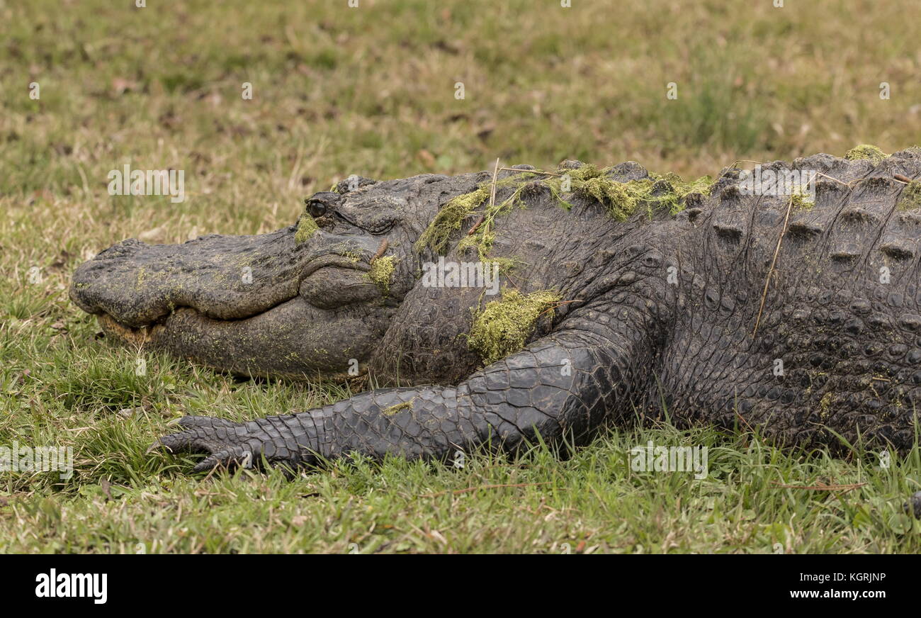 Alligator Alligator mississippiensis, reposant sur la banque en marécage Okefenokee, Géorgie. Banque D'Images