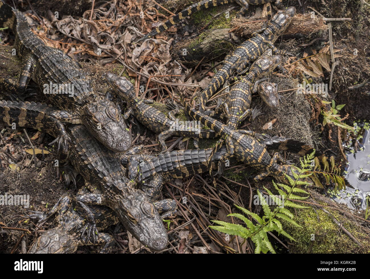 Les jeunes alligators Alligator mississippiensis, américain, regroupées dans le 'jardin'. La Floride. Banque D'Images