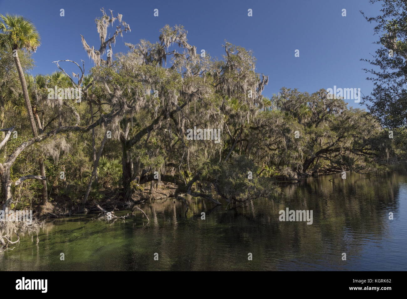 Springfed creek, bordés d'espagnol-moss, arbres, dans Blue Spring State Park, l'Orange, en Floride. Banque D'Images