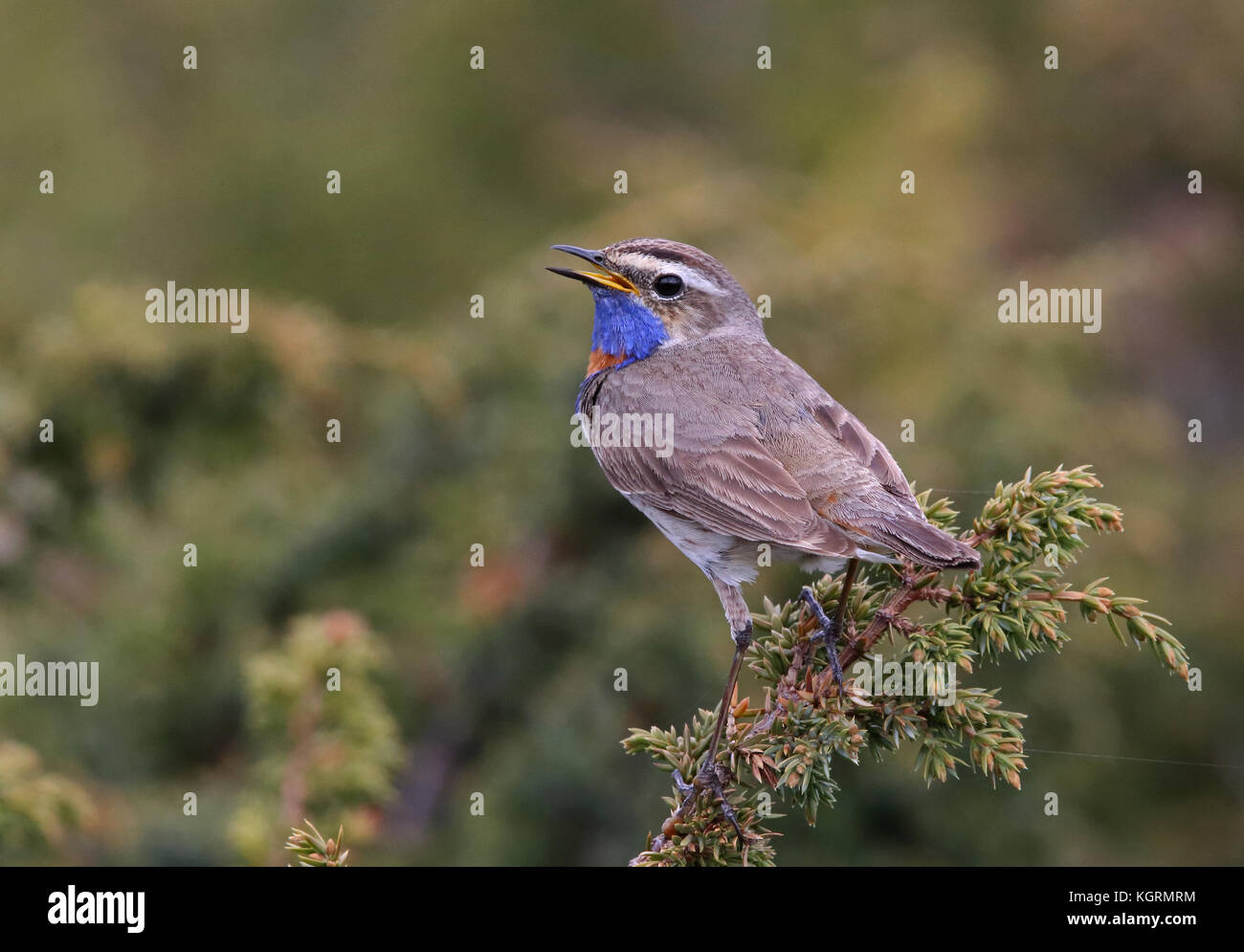 Bluethroat, Luscinia svecica, chant de Juniper Banque D'Images