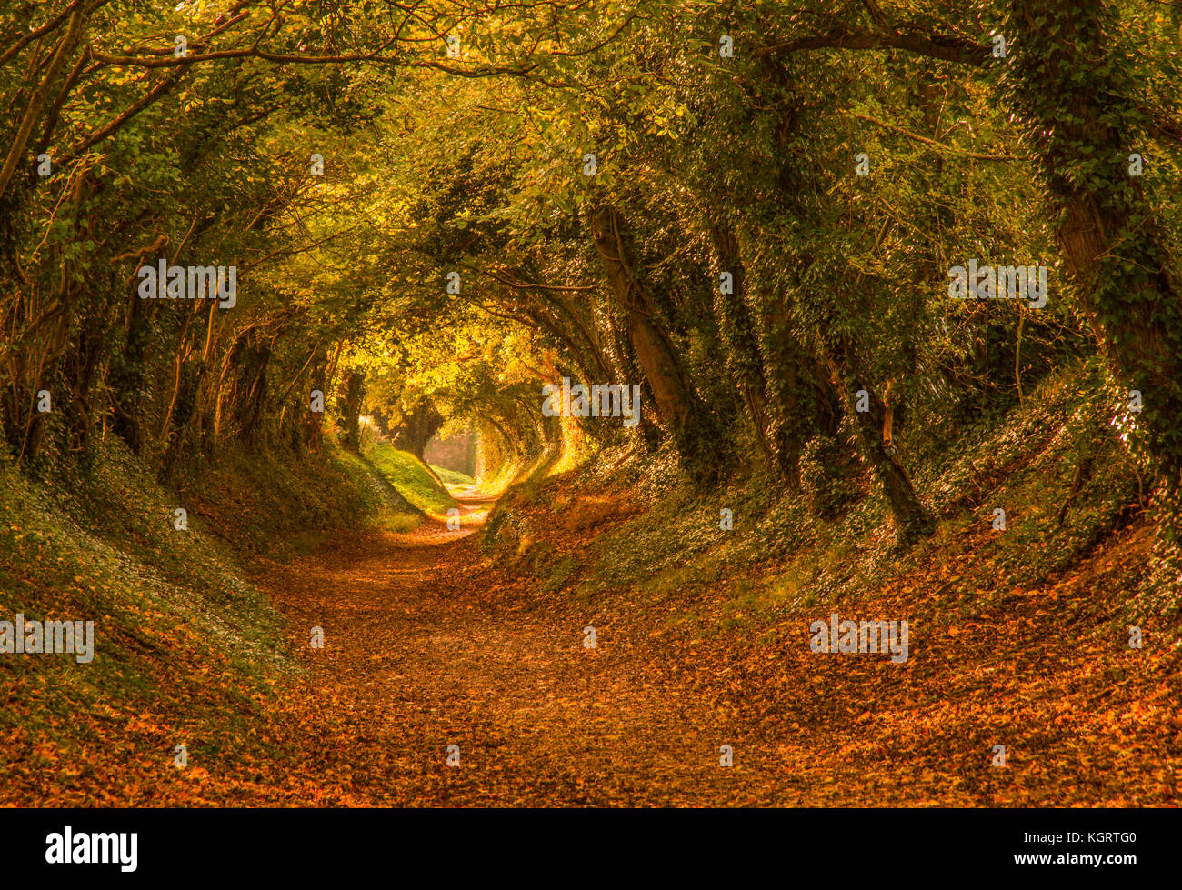 Arbre d'automne magique halnaker à tunnel Banque D'Images