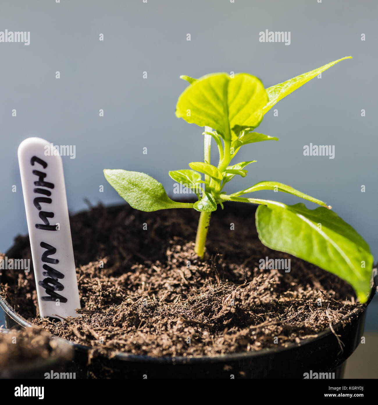 Une macro vue d'un petit piment naga plantule. Banque D'Images