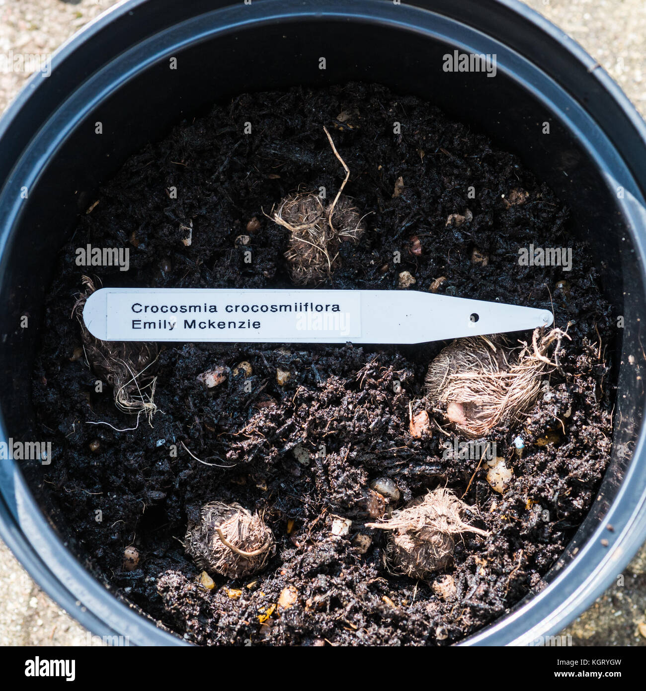 Un tir de certains bulbes crocosmia dans une plante en pot. Banque D'Images