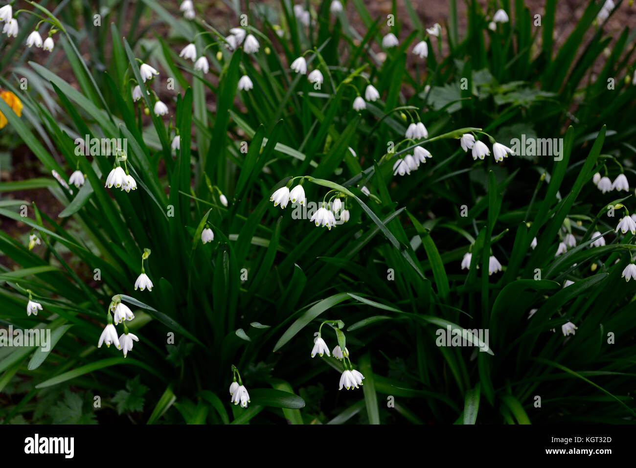 Leucojum aestivum Gravetye Giant, l'été,flocon, Lily Loddon, fleurs blanches, petites, en forme de cloche, la forme,green ,spot, tépales, fleur, printemps, floraison Banque D'Images