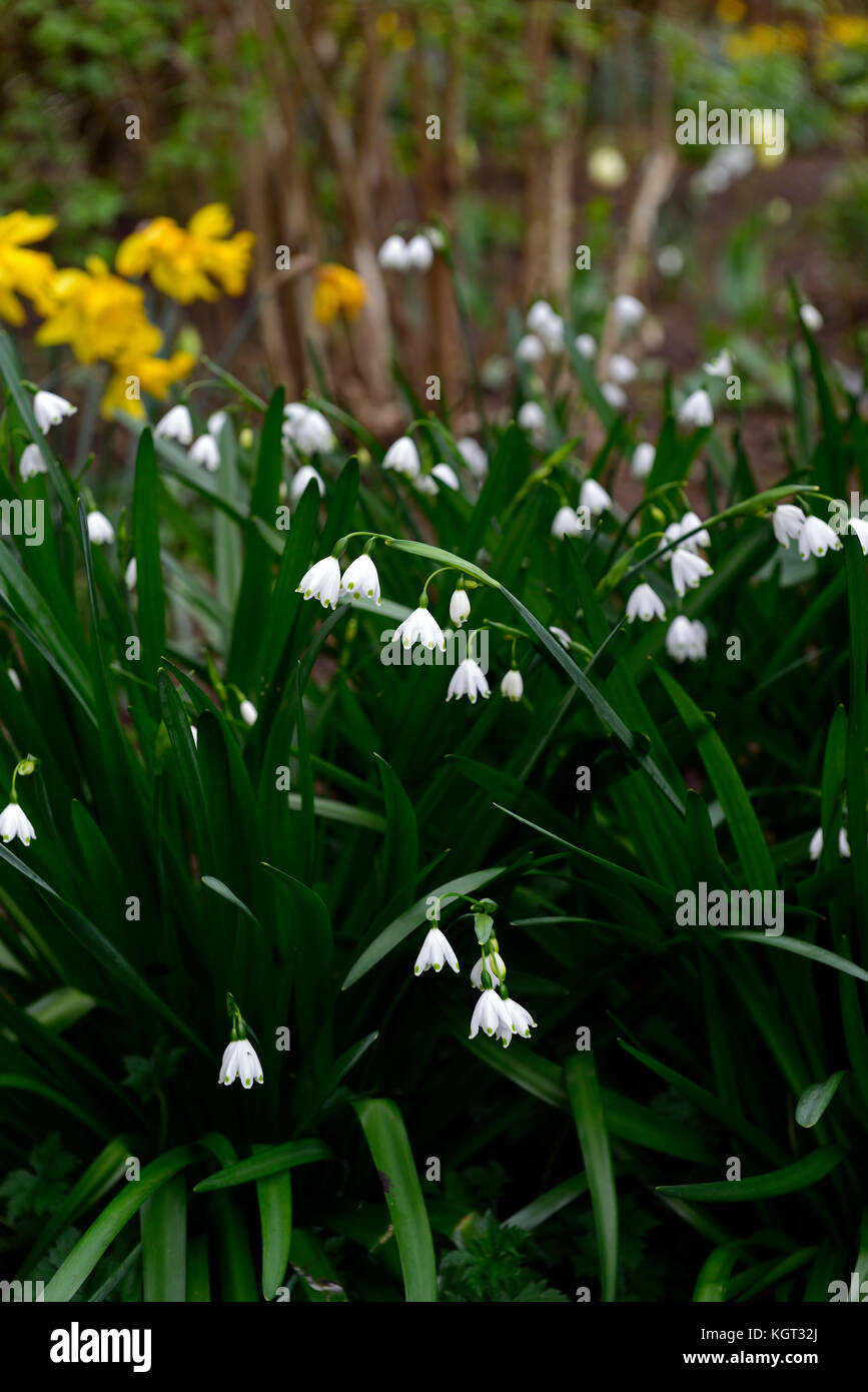 Leucojum aestivum Gravetye Giant, l'été,flocon, Lily Loddon, fleurs blanches, petites, en forme de cloche, la forme,green ,spot, tépales, fleur, printemps, floraison Banque D'Images