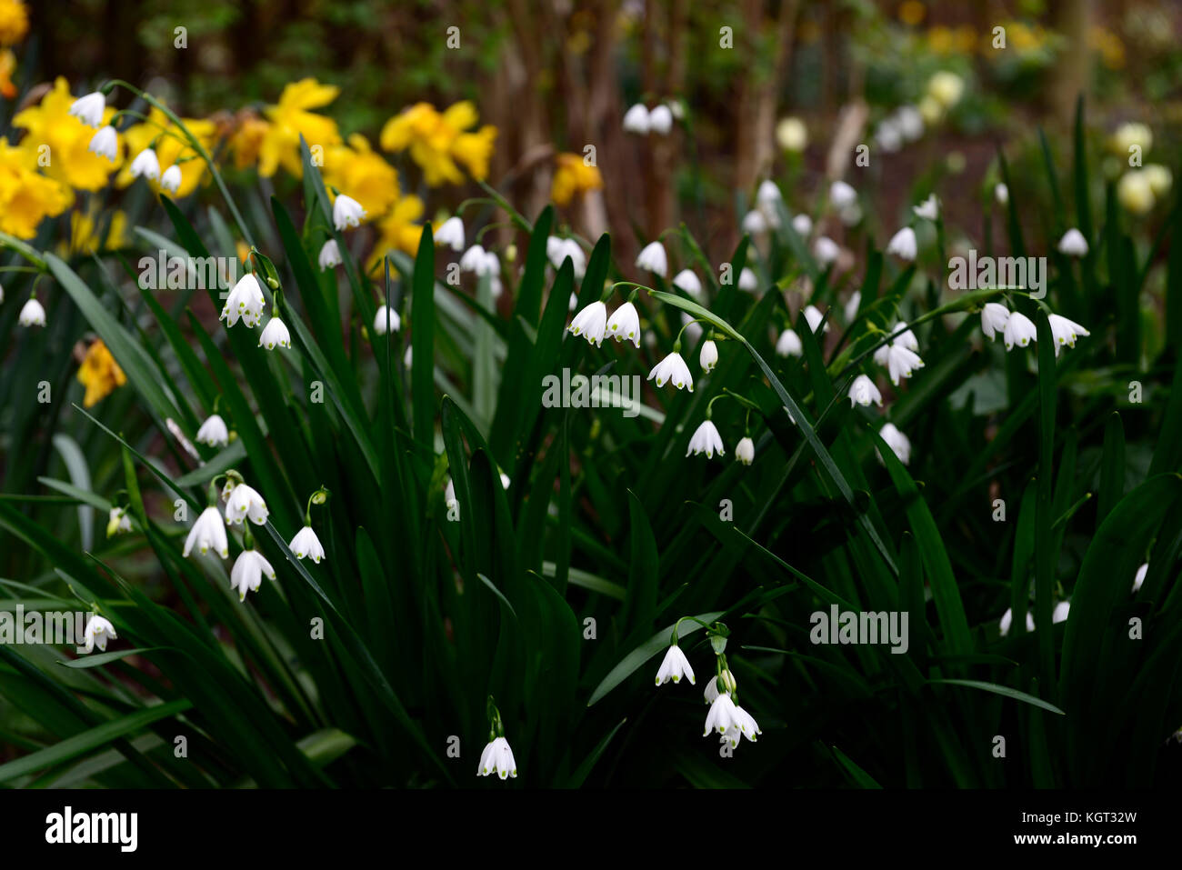 Leucojum aestivum Gravetye Giant, l'été,flocon, Lily Loddon, fleurs blanches, petites, en forme de cloche, la forme,green ,spot, tépales, fleur, printemps, floraison Banque D'Images