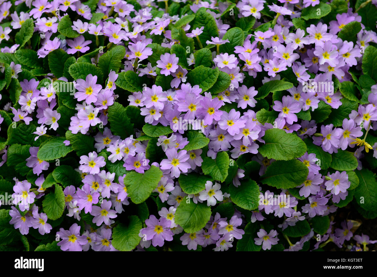 Primula vulgaris sibthorpii,Français primrose, printemps, ombre, Woodland, fleur, pâle, mauve, violet, jaune, le pas, sous-espèce, jardin, plantes, fleurs, flo Banque D'Images