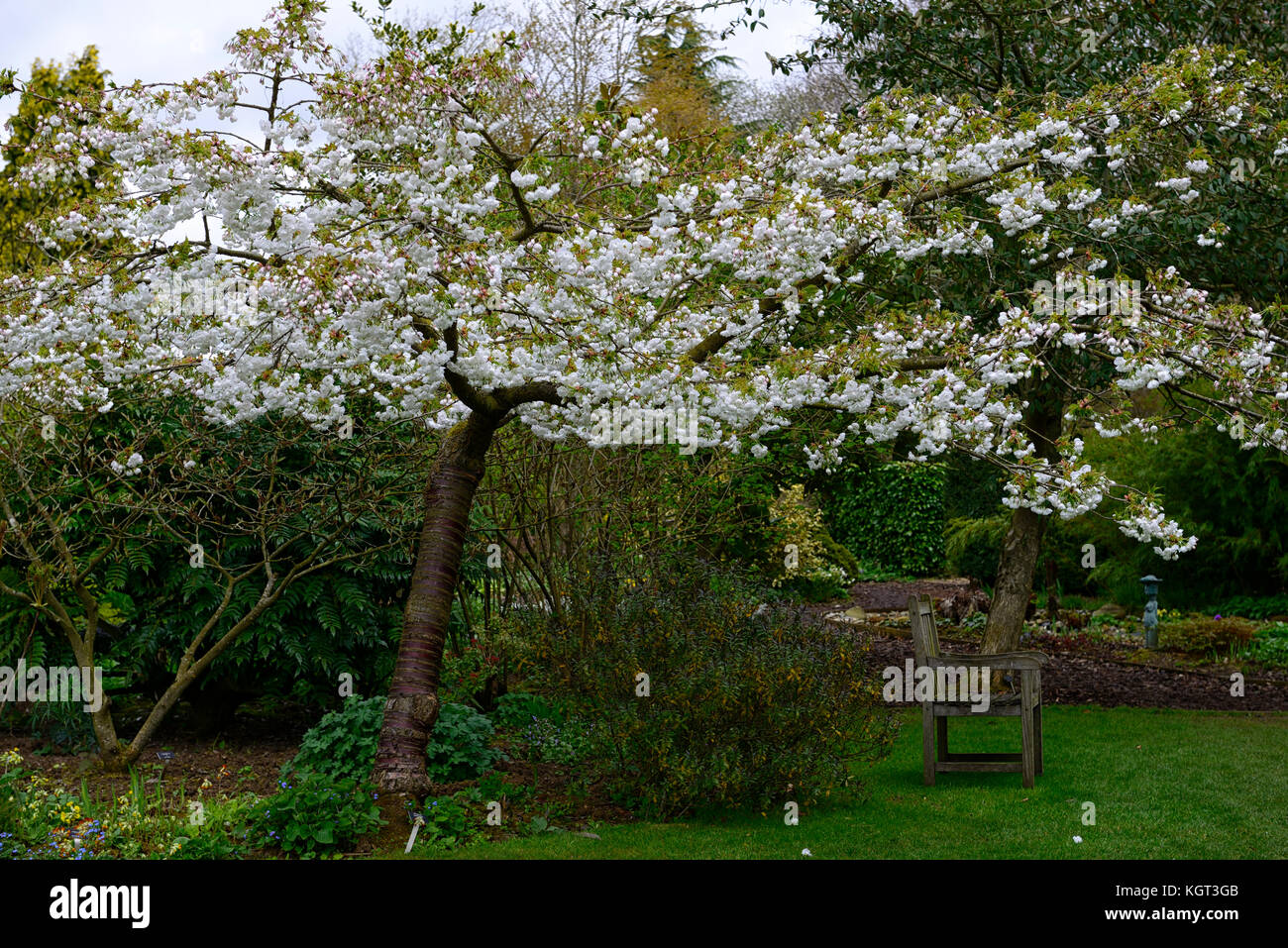 Prunus Shirotae Banque D Image Et Photos Alamy