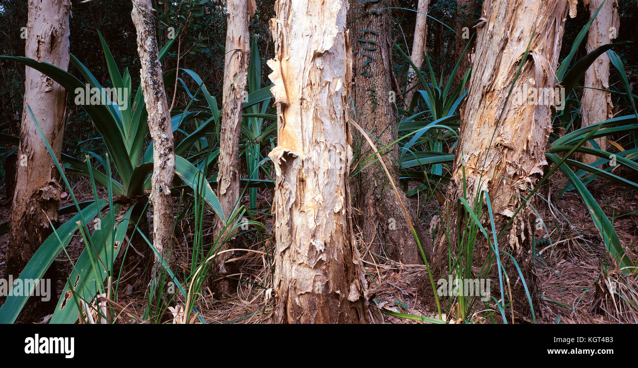 Paperbark et crinum lily croissant dans des marais de l'estuaire (Melaleuca quinquenervia) et Crinum Crinum lily pedunculatum croissant dans des marais de l'estuaire. Banque D'Images