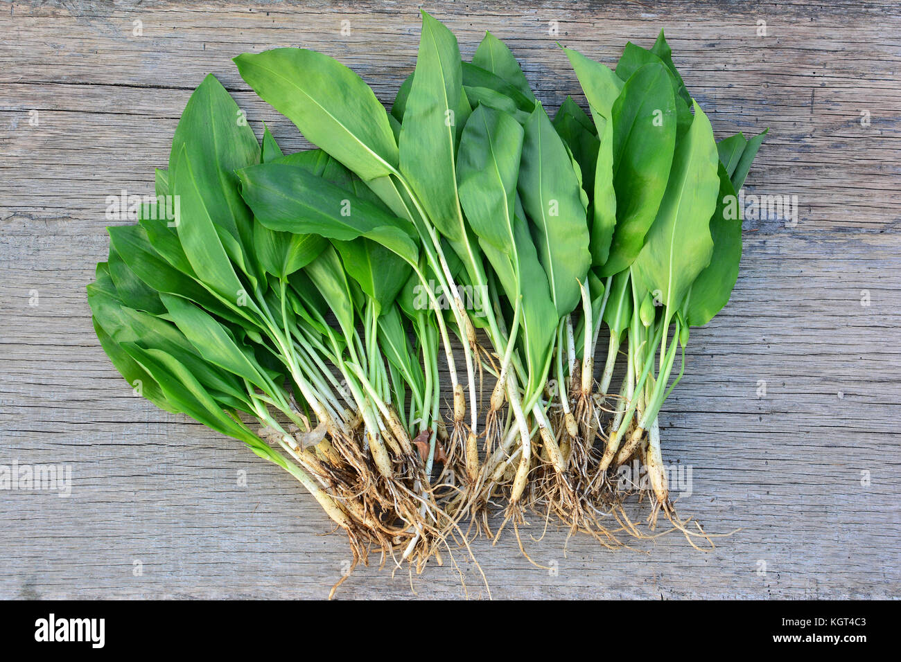 Grand groupe de l'ail sauvage sur la vieille table en chêne, l'ensemble de la plante, les feuilles et les bulbes, très bonne salade de printemps, également connu comme l'ail des ours, ou devil's garli Banque D'Images
