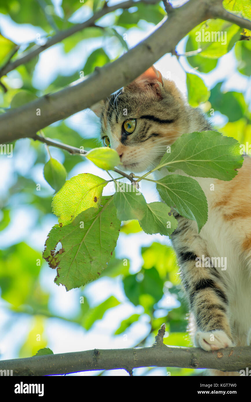 Curieux chat dans un arbre Banque D'Images