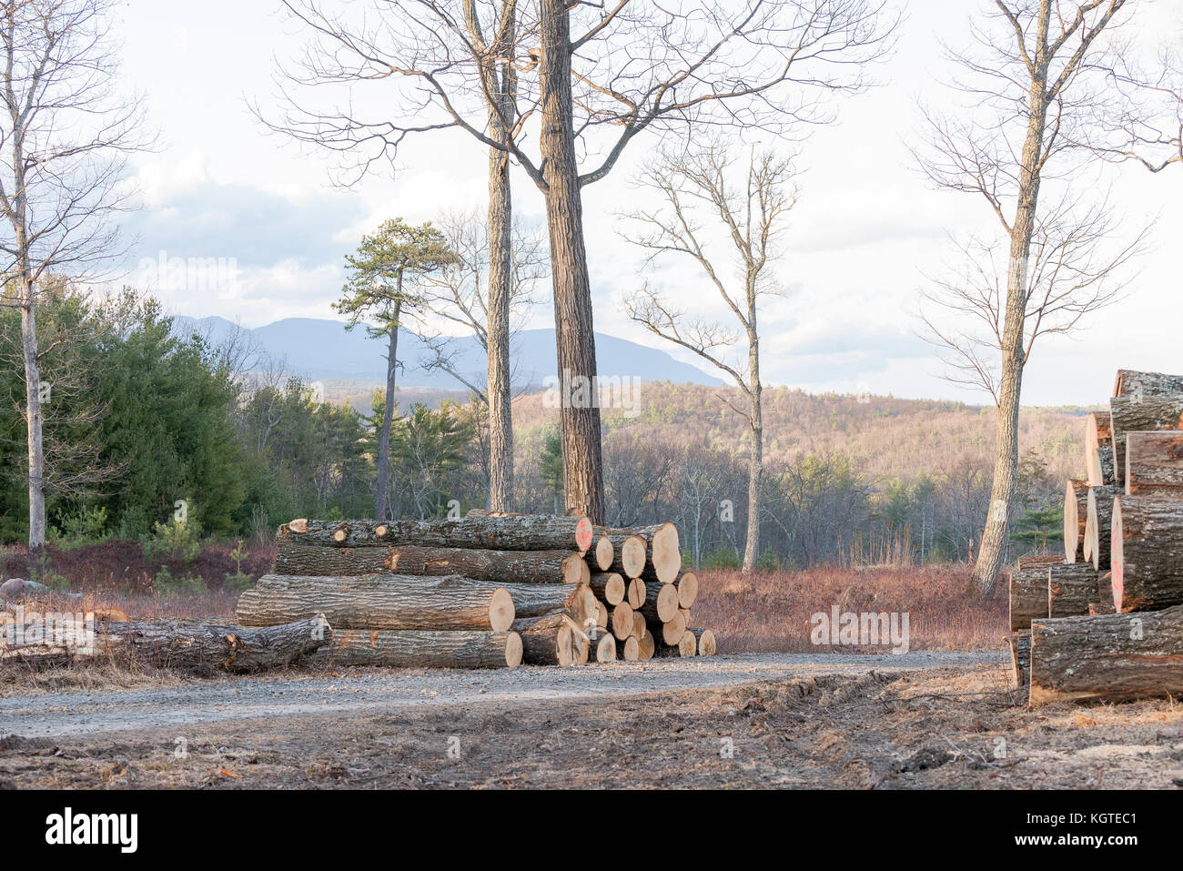 Couper des arbres empilés et prêtes à être transformées en bois, au sommet d'une montagne dans le nord de new york avec vues sur les montagnes Catskill. Banque D'Images