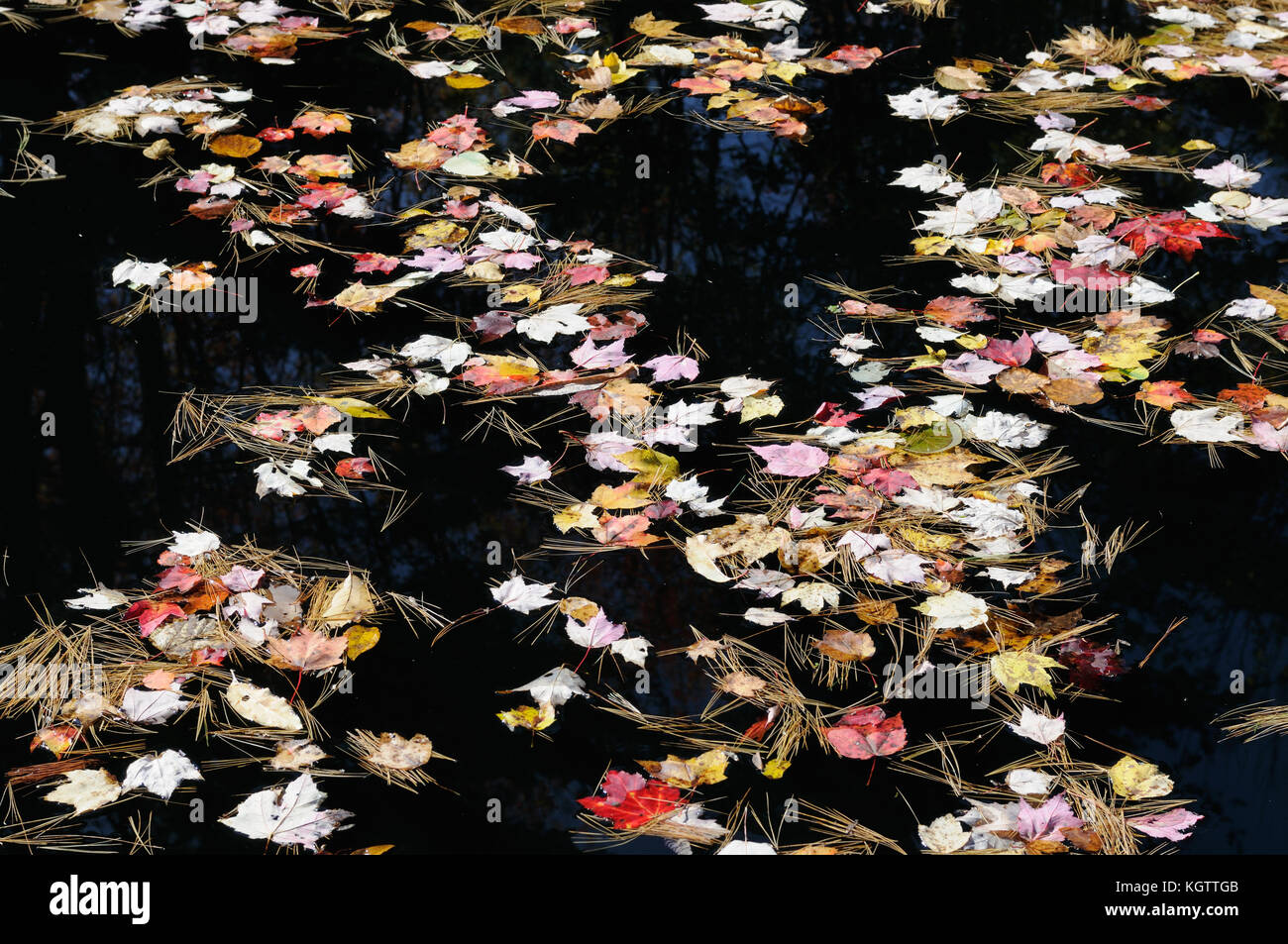 Les feuilles d'automne sur fond de l'eau Banque D'Images