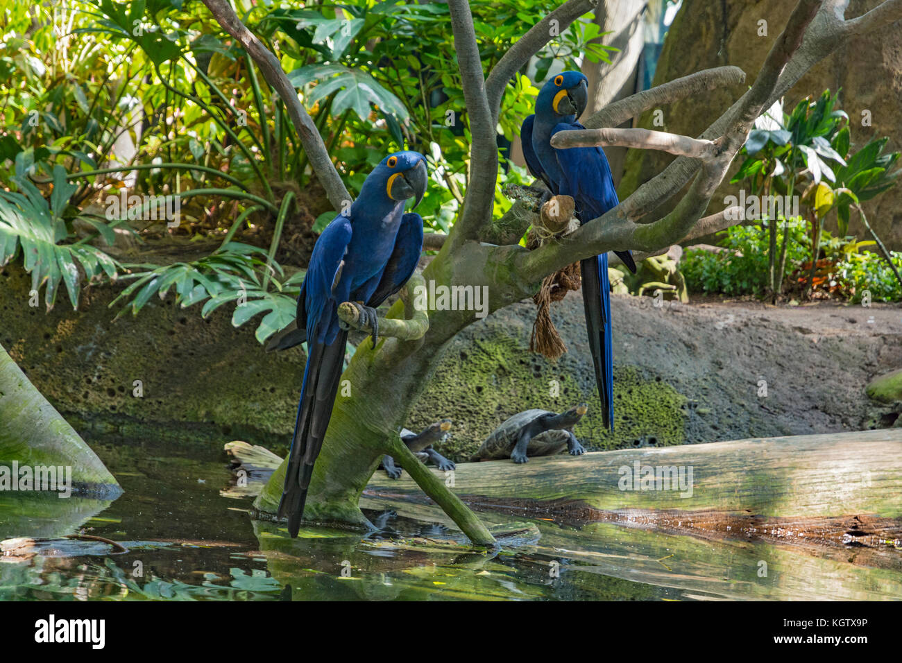 Galveston, Texas, moody gardens, pyramide de la forêt tropicale, jacinthe macaw (ahodorhynchus hyacinthinus) Banque D'Images