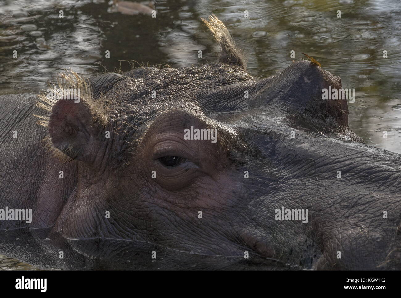 Politique d'hippopotame, Hippopotamus amphibius, reposant dans l'eau. Banque D'Images