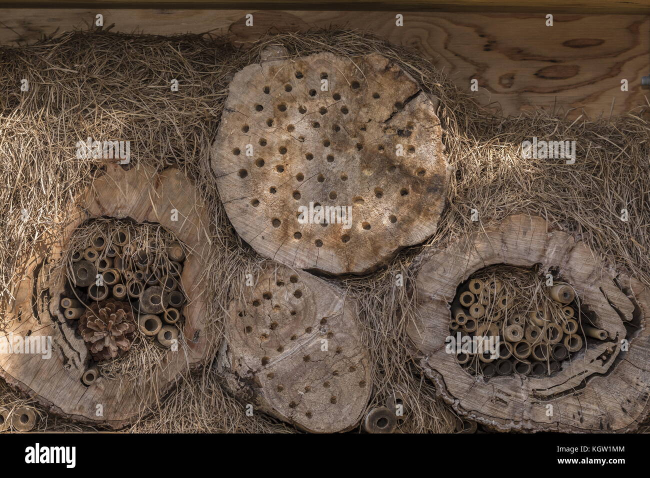 Maison de l'abeille, d'attirer des abeilles solitaires pour nicher. Banque D'Images