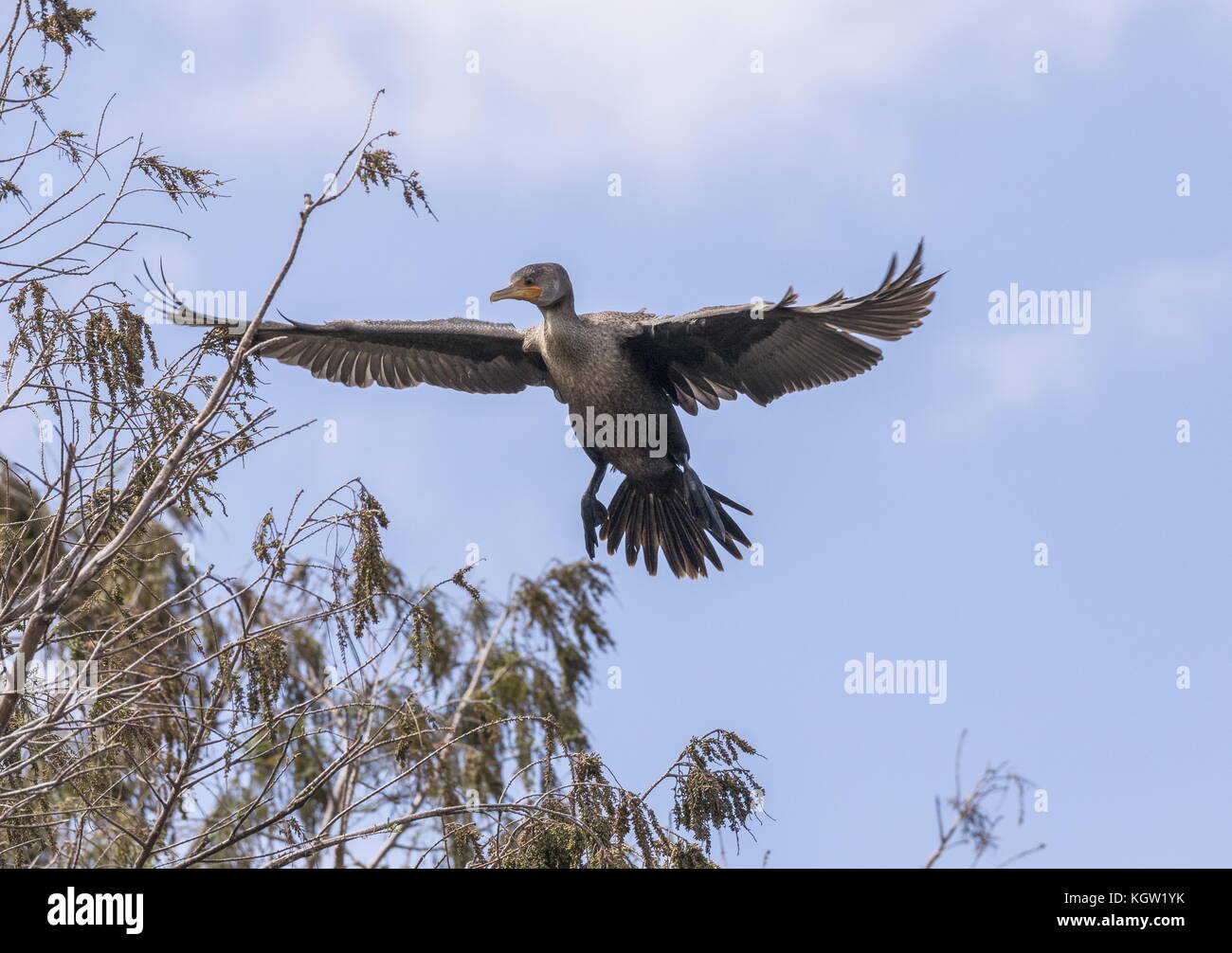 Double-crested cormorant Phalacrocorax auritus, dans la sous-espèce connue sous le nom de Floride, cormorant Phalacrocorax auritus floridanus. La Floride. Banque D'Images