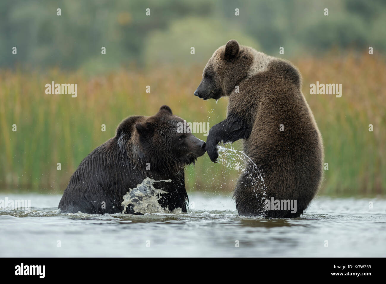 Ours bruns / Braunbaeren ( Ursus arctos ) lutte, lutte, lutte ludique, debout sur les pattes arrière dans les eaux peu profondes d'un lac, Europe. Banque D'Images