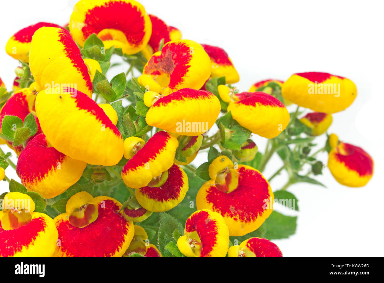 Le calceolaria (Lady's purse) flower close up - famille calceolariaceae on white Banque D'Images