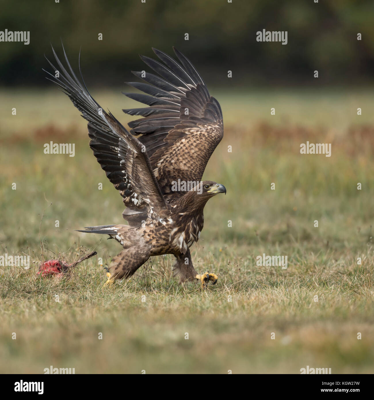 Aigle à queue blanche / aigle de mer ( Haliaeetus albicilla ) pourchassant un rival, marchant avec des ailes étirées, défensif / défendant sa proie, faune Europe Banque D'Images