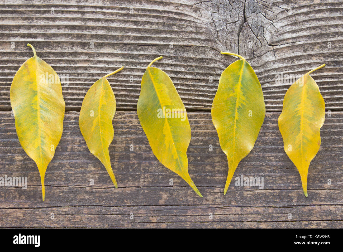 Les feuilles d'automne jaune sur fond de bois Banque D'Images