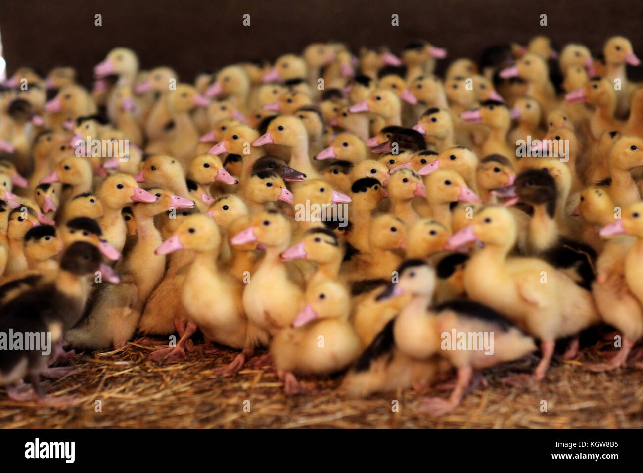 Bebe Canard Banque D Image Et Photos Alamy