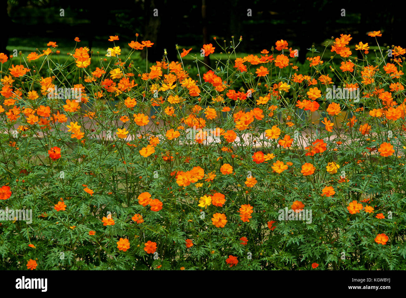 Groupe de fleurs cosmos jaune et rouge se balançant dans l'air Banque D'Images