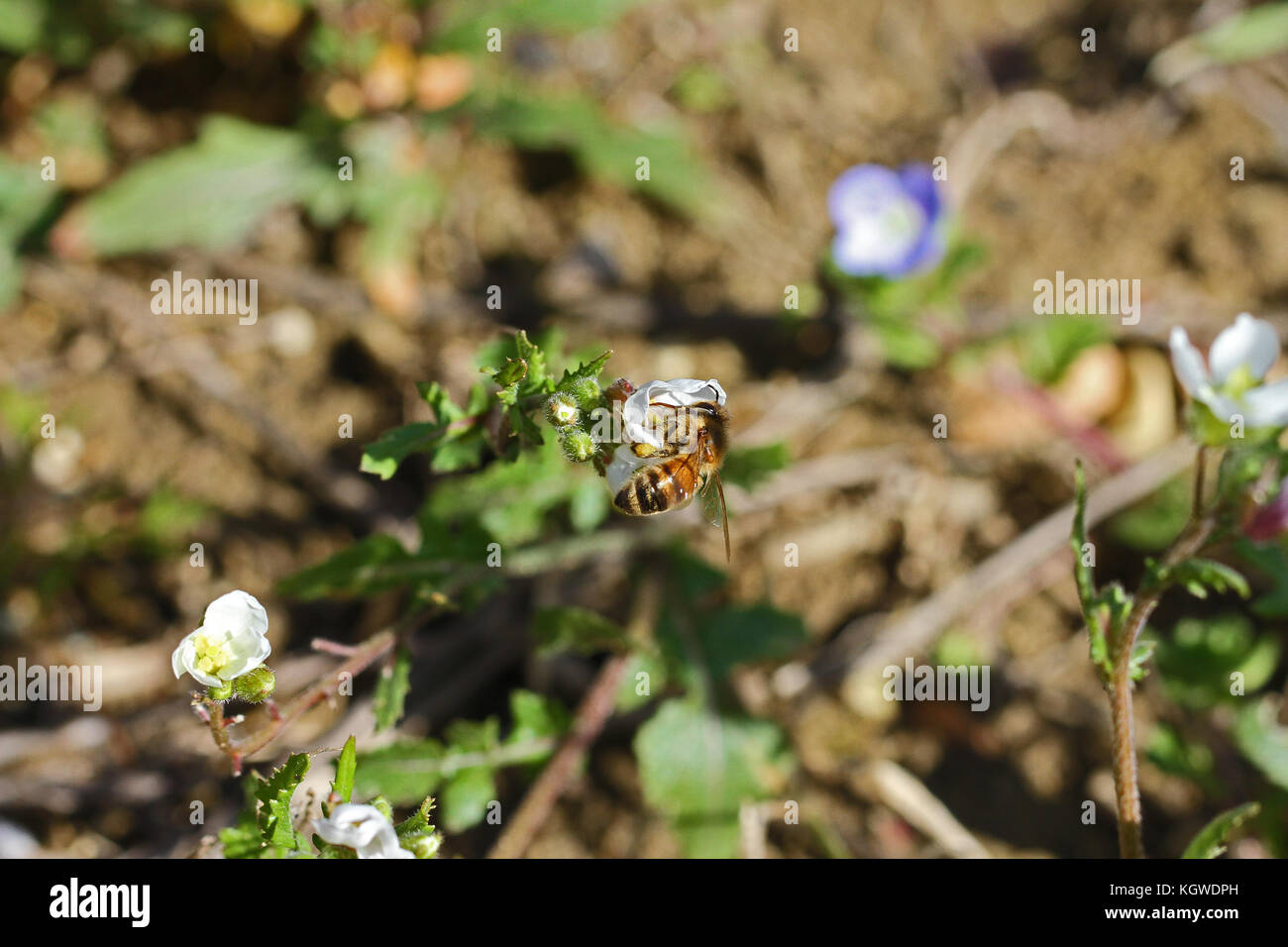 Nom latin de l'abeille Apis mellifera la collecte du pollen sur les fleurs lobelia campanulaceae en italie Banque D'Images