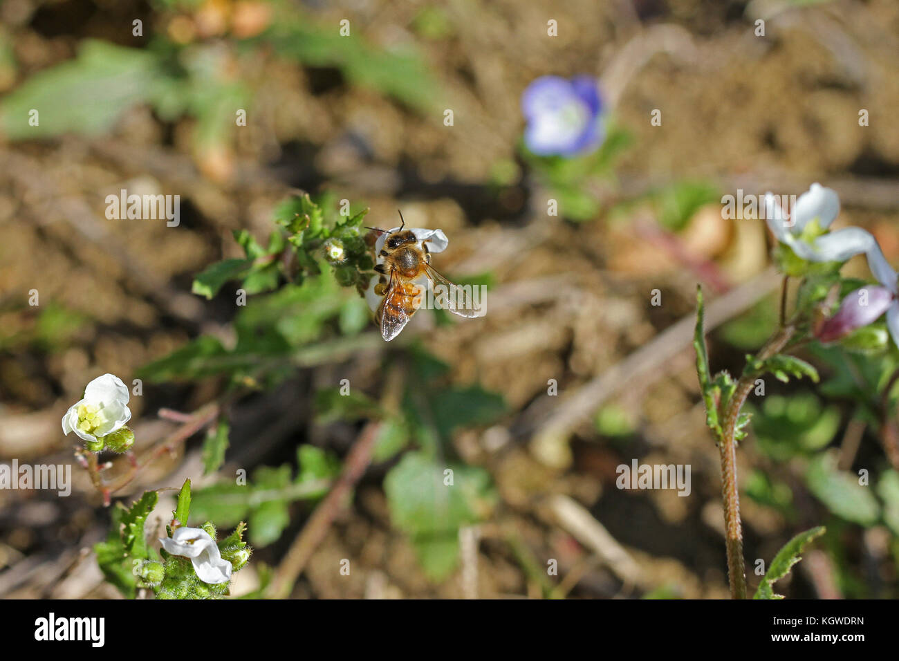 Nom latin de l'abeille Apis mellifera la collecte du pollen sur les fleurs lobelia campanulaceae en italie Banque D'Images